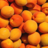 ABRICOT BIO