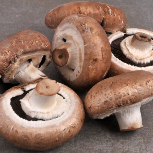 CHAMPIGNON BIO