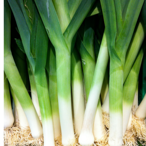 POIREAUX BIO