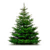 SAPIN 120-125