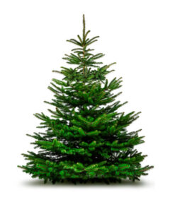SAPIN 120-125